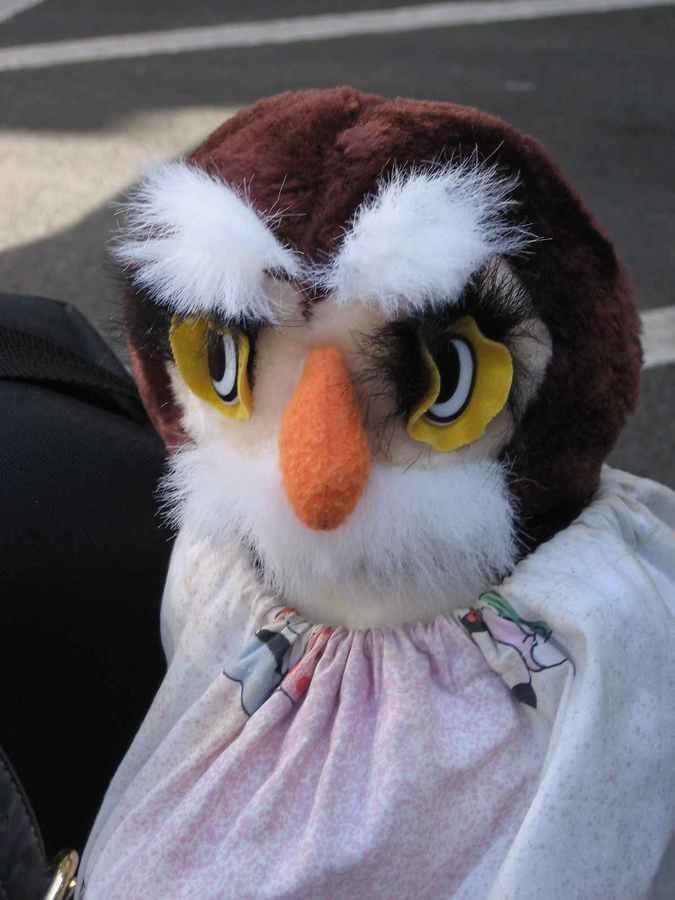 What a hoot....